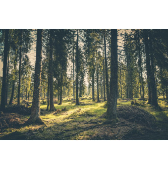 Peitoral Premium Cat