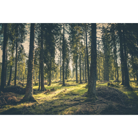 Peitoral Premium Cat