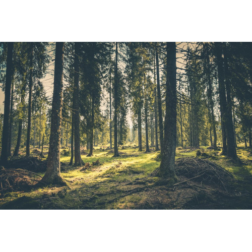 Peitoral Premium Cat